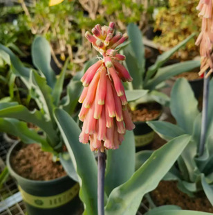 �ɻ�Veltheimia capensis ��������_�����^����������