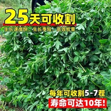 ϻޣݷNѶݷNļBֳιţuZ~ݷN