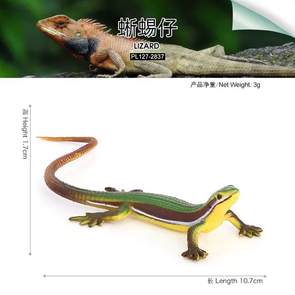 127-2837 lizard