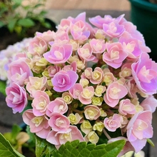 Ļ@ֱĈAF󻨽ݲݮʯҟļN