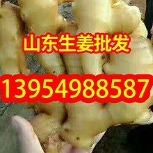 出口生姜批發價格山東精品大黃姜 小黃姜專供 電商市場超市 打包