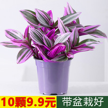 ��Y�ͮ����m�����m�\���m¶�̨�k����ˮ��Gֲ���B�Gֲ���ܶ���