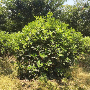 ��ͩ�� ɽ�\ ������ ������ ɽ���� �@�־��^���̾G����ľ ��ľ��