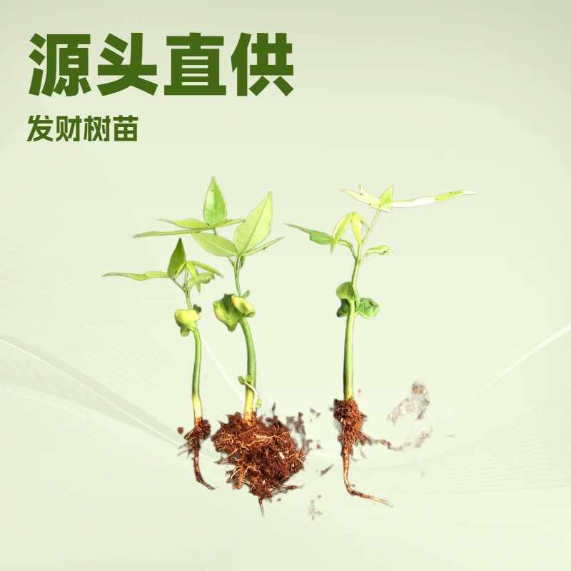 База напрямую поставит саженцы, чтобы выжить в помещении