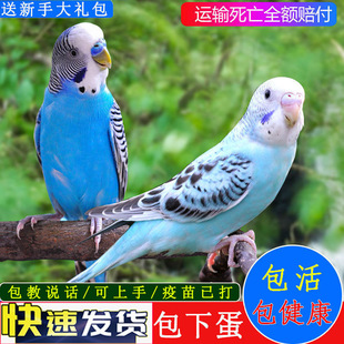 ��Ƥ�W�^���B��С�͌W�fԒ�Č����B�������B���P���BС�B��