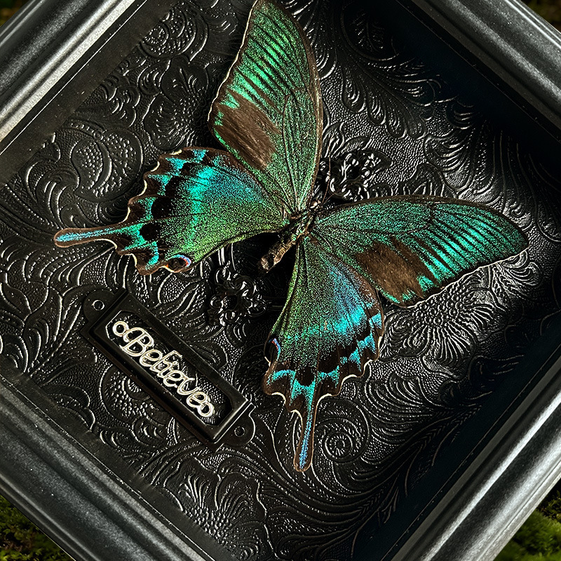 Green-Banded Swallowtail Butterfly Real Butterfly Rare Animal Butterfly Insect Specimen Finished Product Entryway Decoration Frame Decorative Hanging Painting Green-Banded Swallowtail Butterfly Real Butterfly Rare Animal Butterfly Insect Specimen Finished Product Entryway Decoration Frame Decorative Hanging Painting