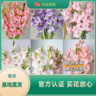 ���m�r�л���ϻ����r��ֱ�����ò廨�[���������l��һ�����l��c