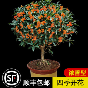 𻨘҃ļ_ֲͼ޽ӽ𵤹ļNֲ