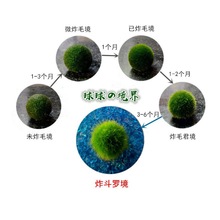 幸福海藻球微景观生态瓶水培植物球藻创意迷你植物水生绿植