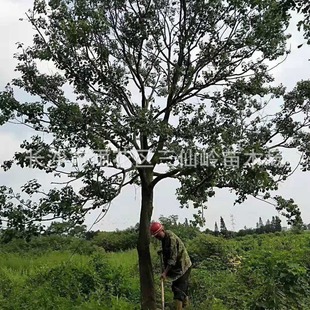 ���l���Ϟ������ ���� ��������� �r������u