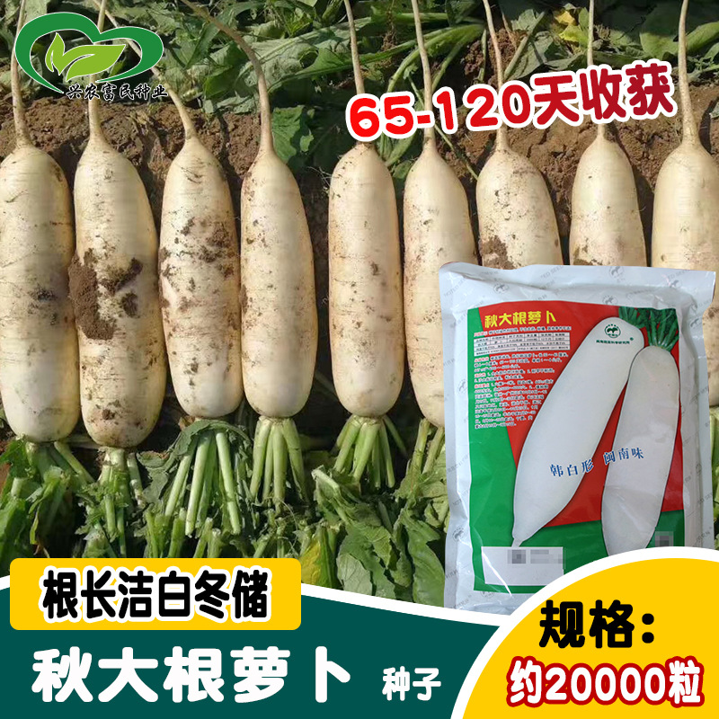 秋大根萝卜种子 农田菜园肉饱满脆嫩清香秋播大白萝卜种子