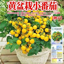 SСѷN҃ļ̨Nֲt}ŮļNֲ