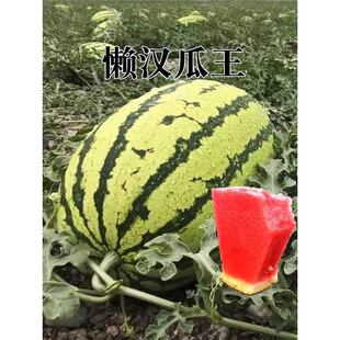 �Нh���ϷN�Ѵ�ȫ�ļ����������o������2kС��������߮a��Ƥ����