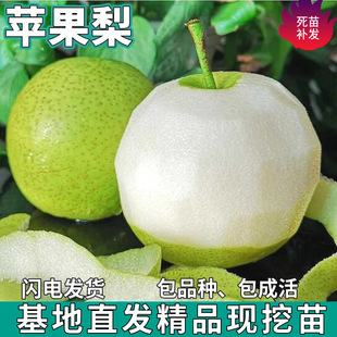 һ�����l�O�������޽��ϱ���ͥԺ���ԷNֲ�ش�������԰�������