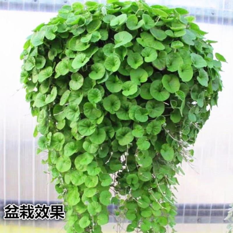 厂长批发多种盆栽花卉种子100粒铜钱草种子马蹄草种子金钱草种子