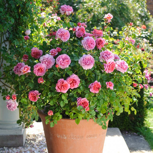 Dropshipping Kent Princess Rose Flower Seedlings Large Flower Rose Alexandra Four-Season Flower Potted Plants