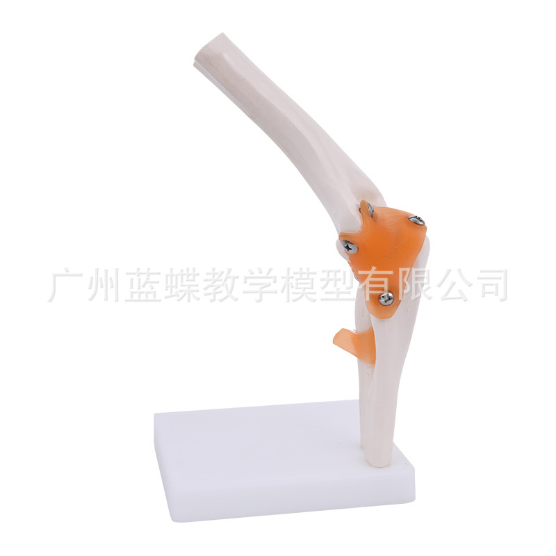 �ؽڹ���ģ�� ������ؽڹ���ģ�� �ؽڹ����걾 ������ؽ�ģ��