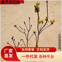 一件代发黄花映山红树苗室内外盆栽花卉黄色映山红杜鹃花苗四季观
