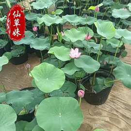 四季池塘大型荷花种藕苗水养盆栽荷塘莲藕种苗观赏荷花种根莲花苗