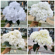 ���Q��ɫ�����l  ������ɫ���� õ��ĵ�� ��c�bٻ��S�����l