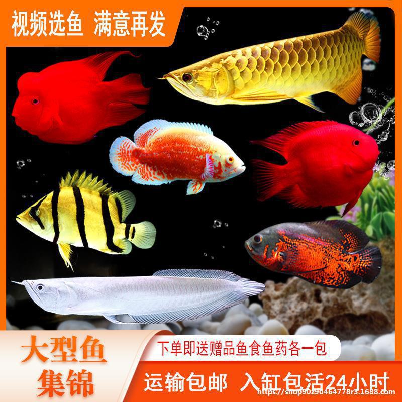 战船金龙罗汉热带观赏鱼鹦鹉鱼鱼红龙鱼wlb淡水猫配鱼地图鱼其他