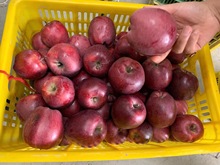 甘肅產地直發75#以上尺寸的花牛蘋果中果3斤嘗鮮包郵