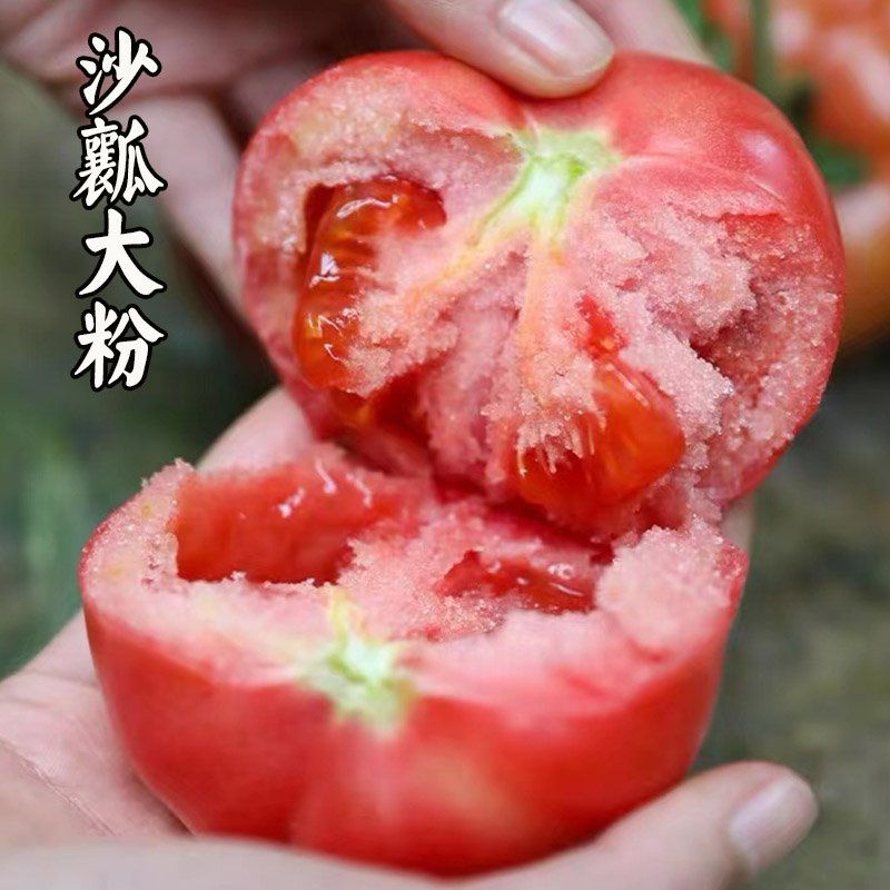 6 large pink tomato seedlings