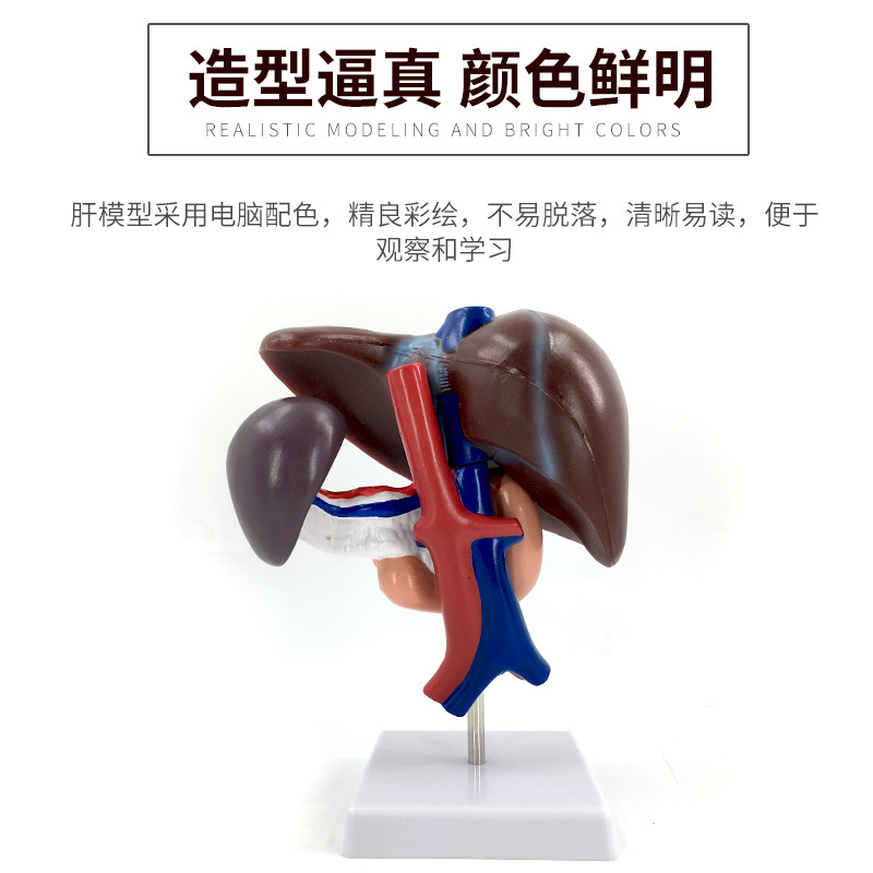 ����ʮ��ָ��ģ�� �Ρ�Ƣ��Ѫ�ܺ����ٽṹģ�� ���� Ƣ ����ģ��