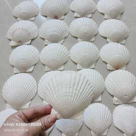 白贝壳绘画装饰DIY材料儿童益智涂鸦手工创意画贝壳书绘画扇贝