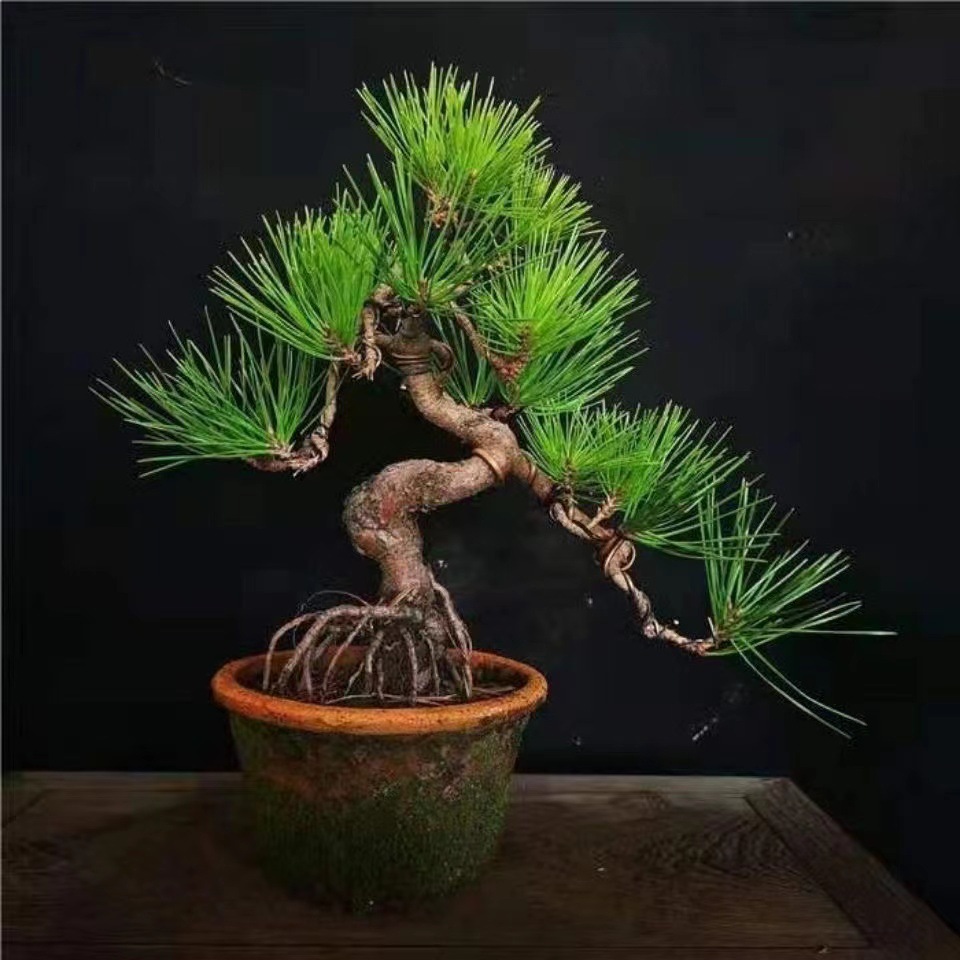 造型黑松老桩五针松小苗盆景短针绿植四季常青耐寒迎客松阳台室内