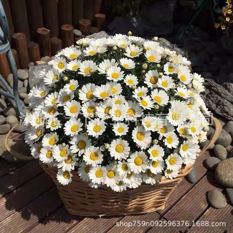 乒乓菊花种子易爆盆四季开花小雏菊易种活室内外花卉盆栽花种籽子