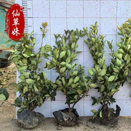 宿根花卉;一二年生花卉;灌木