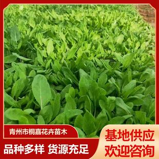 С�^ͥԺ���@�G���ر���β�����a��β���{����β��