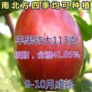 �޽ӗ�������Ʒ�N�ش����A�����������A�󗗘��ϱ����ļ�����Y��