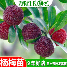 |÷ ڼ޽ӗ÷ شϱNֲY