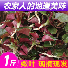 现货鱼腥草嫩叶新鲜折耳根猪鼻孔凉拌食用四川特产农家自种蔬菜