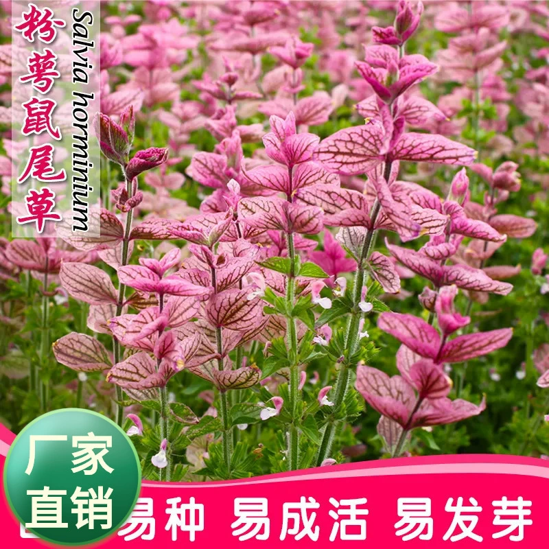 Семена розовой шалфея, многолетние семена цветов, розовая шалфейная синяя бархатная посадка во дворе круглый год