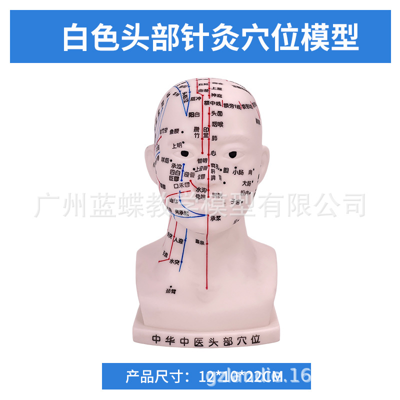 �ֶ����ͷ��Ѩλģ�� ��װ�Ħ�Ų��㲿������ģ�Ͱ�Ħ��İ���