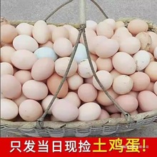 40枚农家土鸡蛋正宗散养新鲜原生态笨鸡蛋一虫草营养商用笨草团购