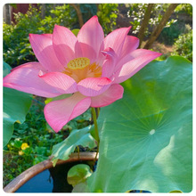 ʳɏźNN߮aʳɏźɻʳ^pźɏź