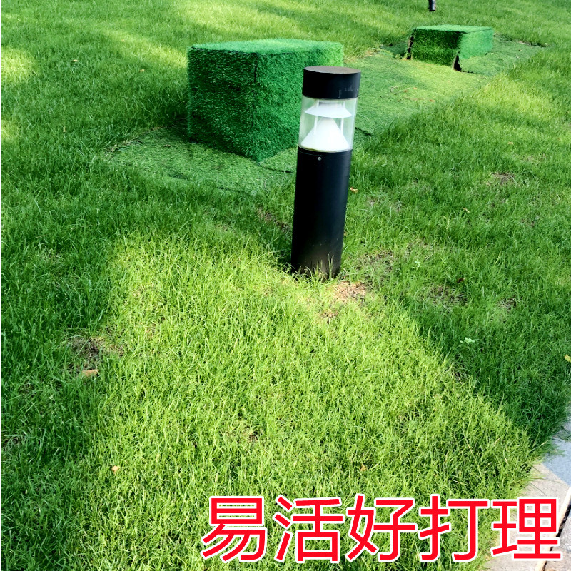 草坪种子护坡草籽四季常青绿化黑麦草狗牙根高羊茅草籽耐旱庭院