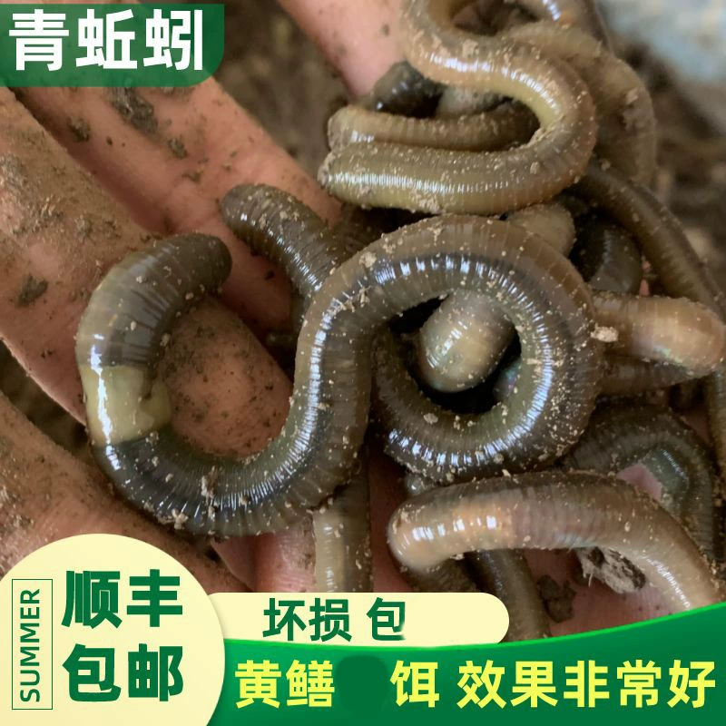 Дождевой червь живые наживка пахучие живые дождевые черви рыбацкая наживка свежие черные дождевые черви оптовые крупные бесплатная доставка зелёная рыбацкая наживка
