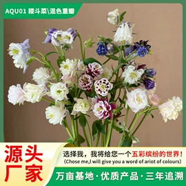 种子;种球;种苗