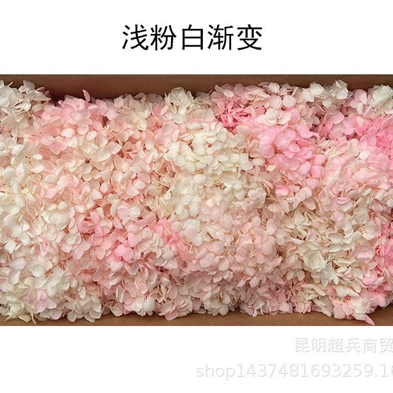 [Вечная Life Flower Hydrangea] Анна Градиентный цвет Лист Hydramid Книга цветов оптом DIY цветочная коробка материал для просмотра