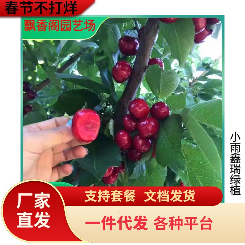 樱桃苗 2年生 现挖现卖 美植袋 品种全 南北方种植 矮化樱桃苗