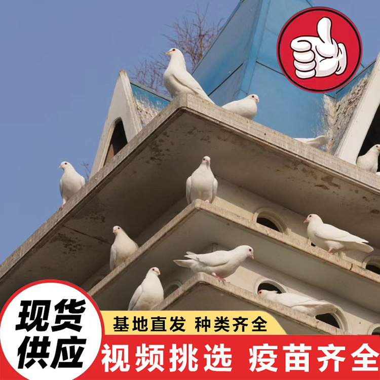 ¿Cuánto cuesta una paloma criadora del rey de la tierra?