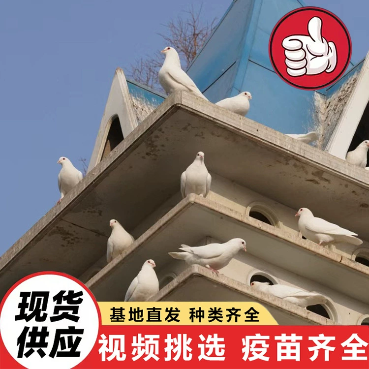 Сколько стоит напольная голубиная клетка? Сколько стоит домашняя декоративная голубиная клетка? Голубь Юаньбао. Кормление интерактивных квадратных голубей в живописных местах.