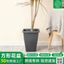 多肉加厚方形高腰蓝莓
