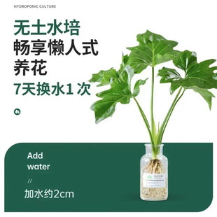 ����Gֲ���Ի���ֲ���҃����B��������o������ˮ����B�辰