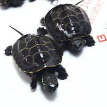 小烏龜活物批發烏龜黑腹龜苗寵物情侶外塘深水龜龜代銷一件代發